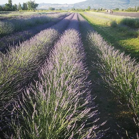 Turistico Gasparrini Bevagna