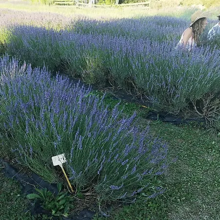 Turistico Gasparrini * Bevagna