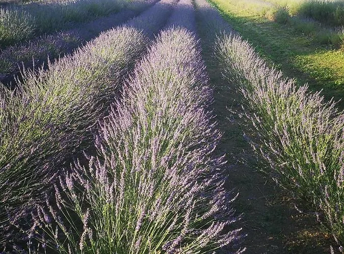 Turistico Gasparrini Беванья
